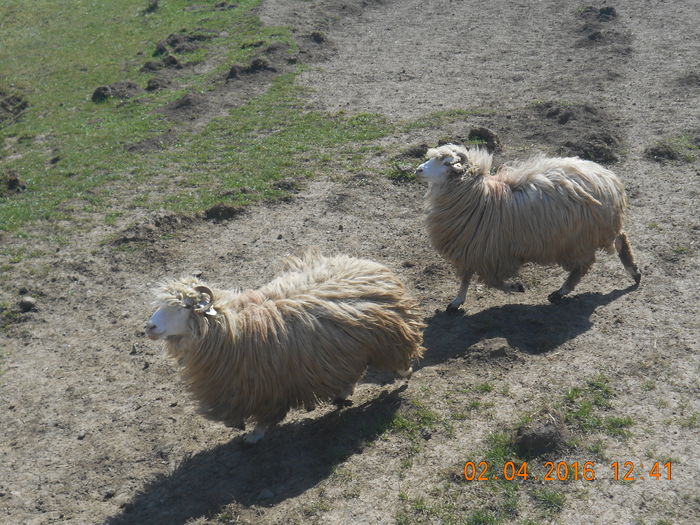 Picture 361 - Productia De Miei 2016