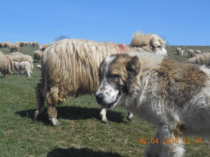 Picture 363 - Productia De Miei 2016