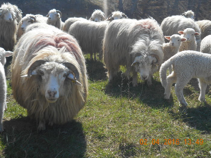 Picture 371 - Productia De Miei 2016