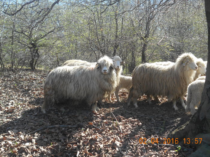 Picture 380 - Productia De Miei 2016