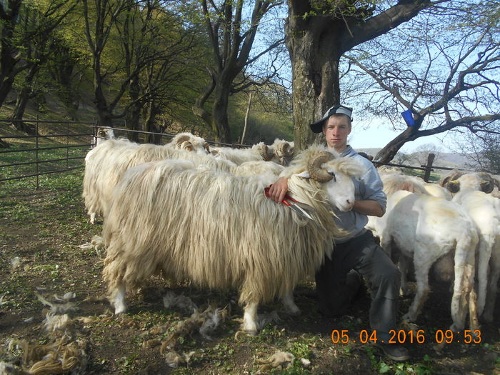 Picture 593 - Berbeci 2015-2016