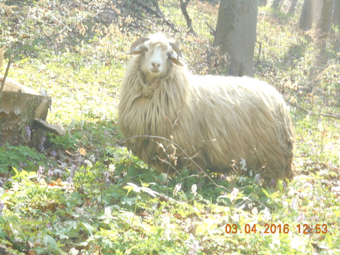 Picture 469 - Productia De Miei 2016