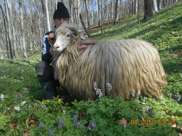 Picture 506 - Productia De Miei 2016