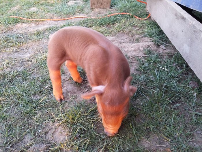 20160403_194231 - Purcei Duroc Aprilie 2016