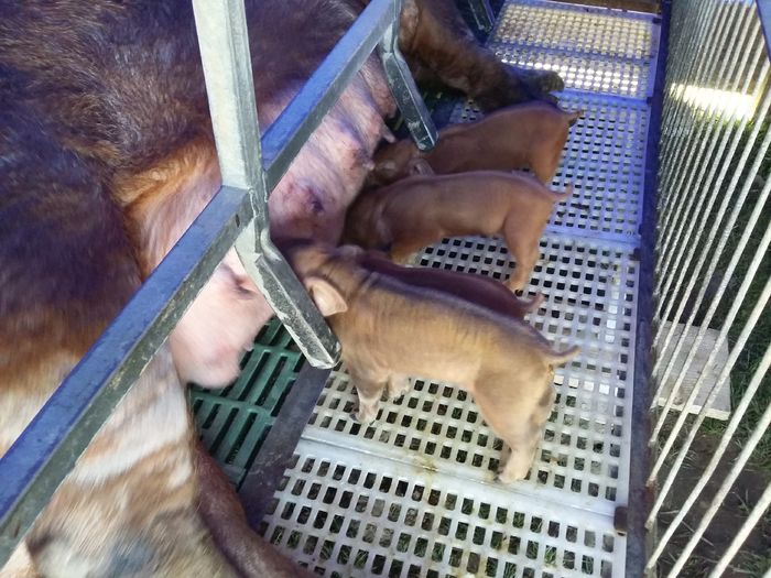 20160403_114243 - Purcei Duroc Aprilie 2016