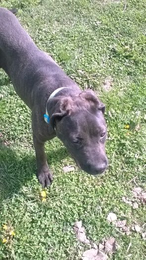 WP_20160406_14_20_46_Pro - Cane corso