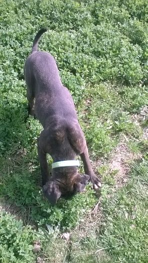 WP_20160406_14_21_23_Pro - Cane corso