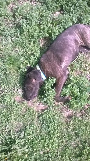 WP_20160406_14_21_32_Pro - Cane corso