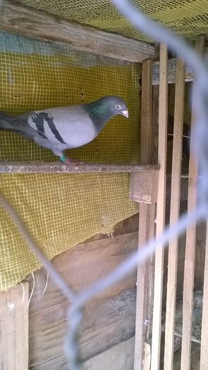 WP_20160406_14_25_06_Pro