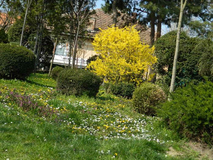 DSCN1922 - 2016 TIMISOARA_PRIMAVARA