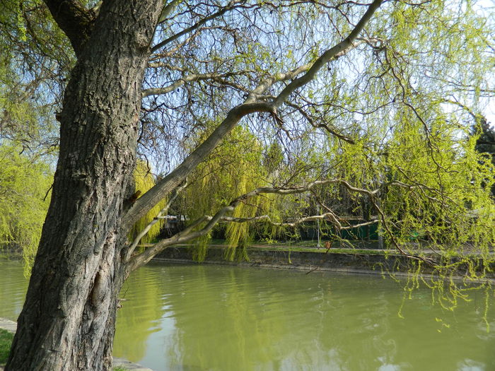 DSCN1926 - 2016 TIMISOARA_PRIMAVARA