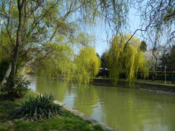 DSCN1928 - 2016 TIMISOARA_PRIMAVARA