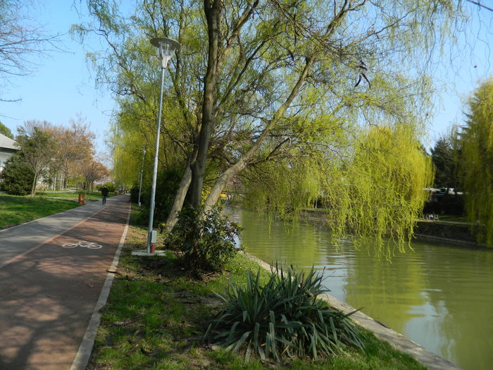 DSCN1929 - 2016 TIMISOARA_PRIMAVARA