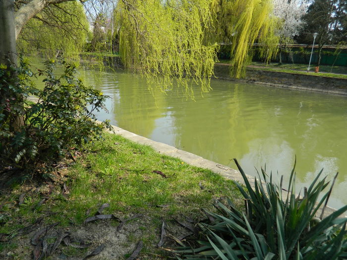 DSCN1930 - 2016 TIMISOARA_PRIMAVARA