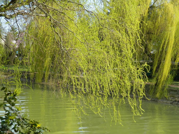 DSCN1932 - 2016 TIMISOARA_PRIMAVARA