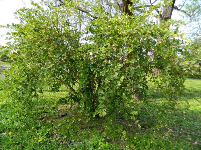 DSCN1934 - 2016 TIMISOARA_PRIMAVARA