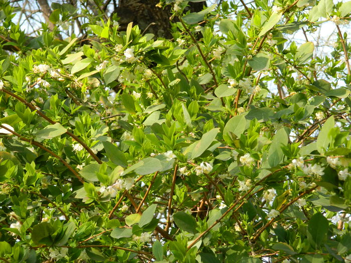 DSCN1935 - 2016 TIMISOARA_PRIMAVARA