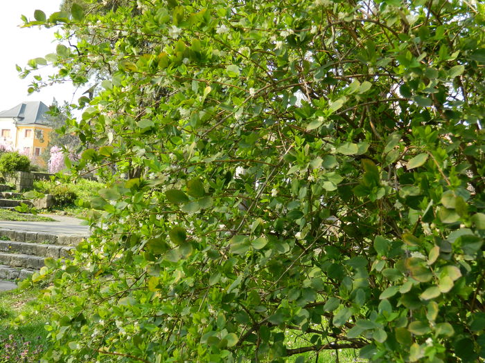 DSCN1938 - 2016 TIMISOARA_PRIMAVARA