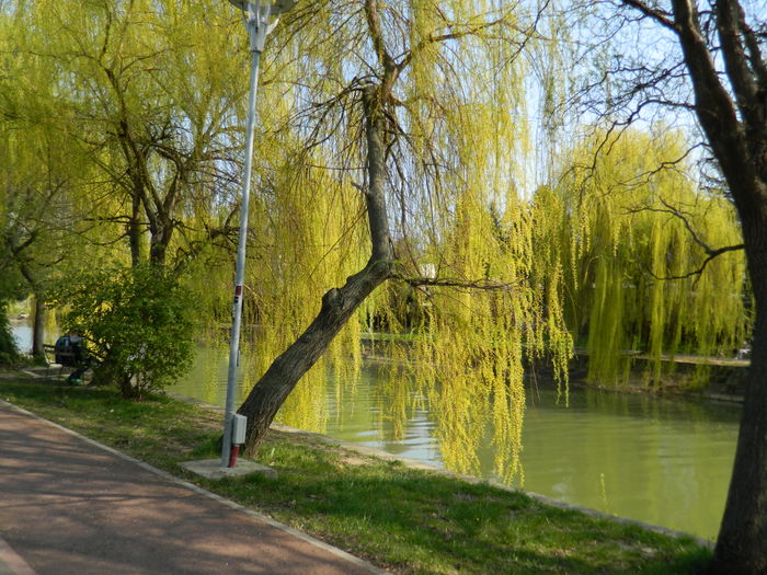 DSCN1943 - 2016 TIMISOARA_PRIMAVARA