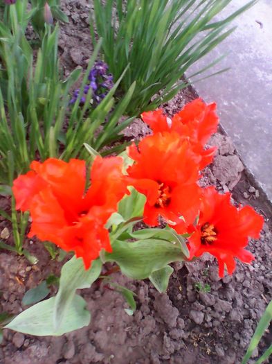 Lalele - Plante de gradina