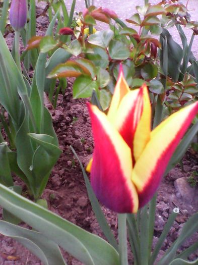 Lalea - Plante de gradina