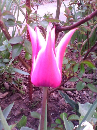 Lalea - Plante de gradina