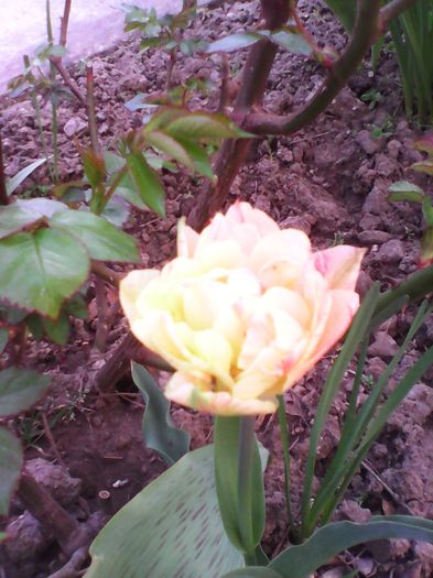 Lalea - Plante de gradina