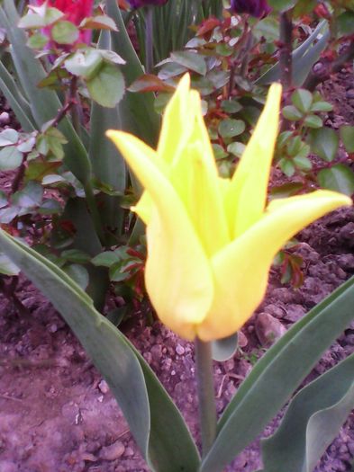 Lalea - Plante de gradina