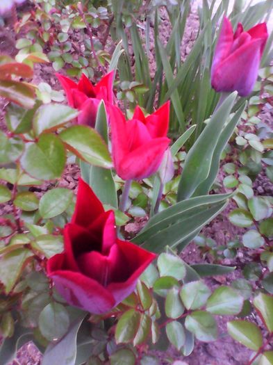 Lalele - Plante de gradina