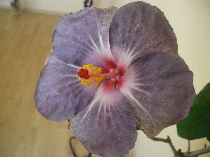 P1250634 - HIBISCUSI 2016-1