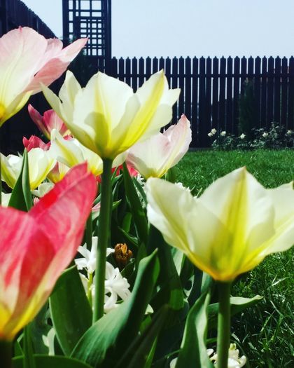 Purissima si Flaming Emperor - 2016 aprilie