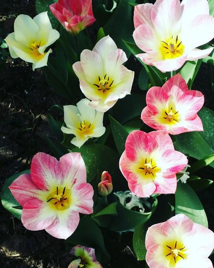 IMG_20160406_151145 - 2016 aprilie