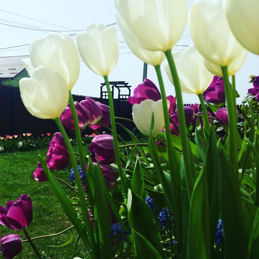 Purple Prince si Hakuun (Darwin's Hybrids) - 2016 aprilie