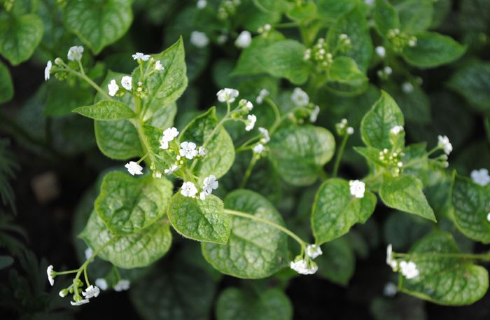 Brunnera mr morse
