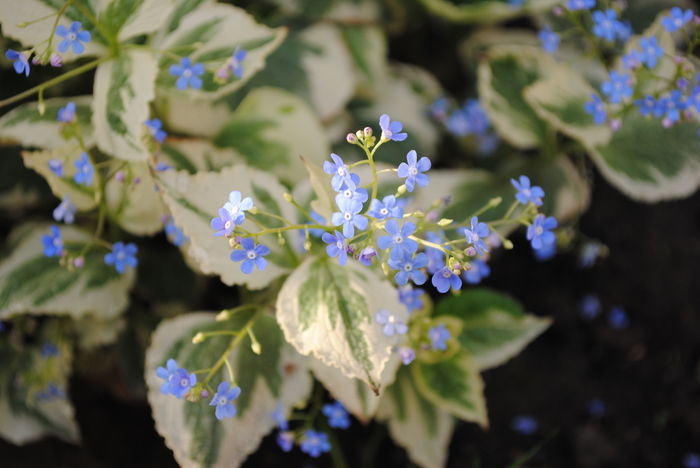 Brunnera macrophylla Variegata