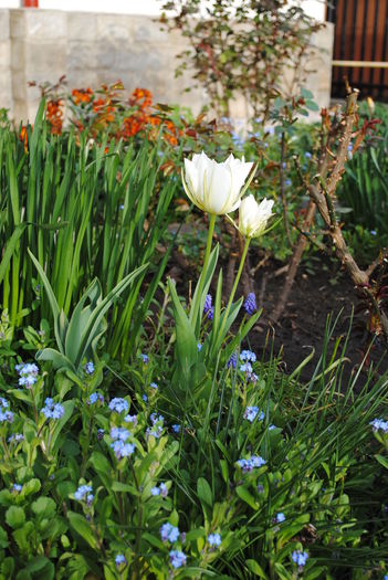 DSC_0101 - 2016 plantele mele