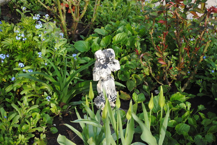 6 aprilie - 2016 plantele mele