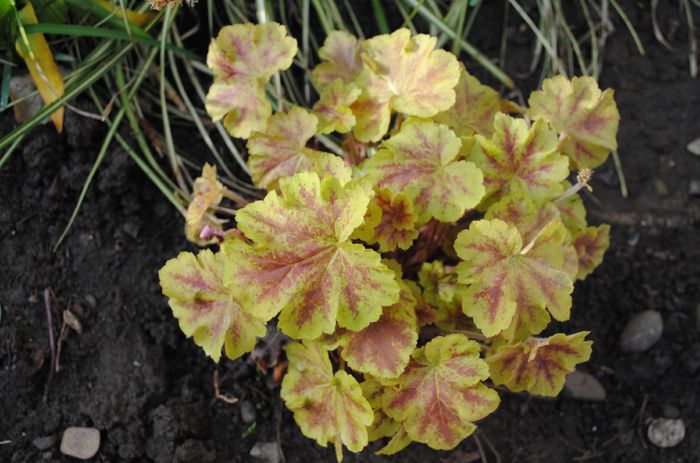 6 aprilie,heucherella Solar Eclipse