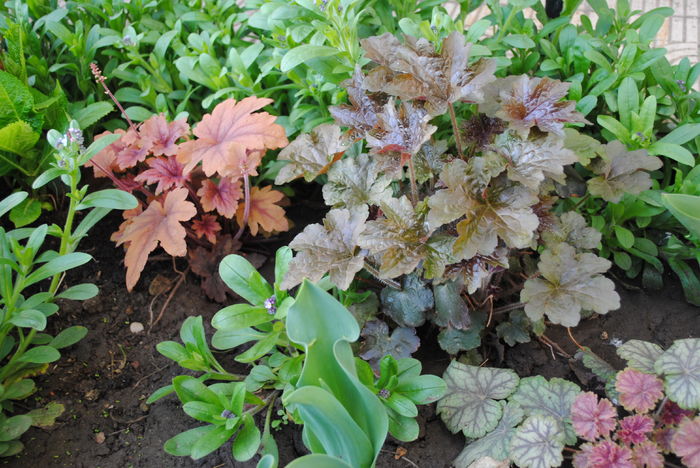 6 aprilie - 2016 plantele mele