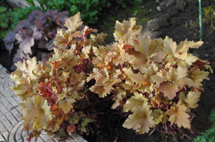 heuchera marmelade - 2016 plantele mele