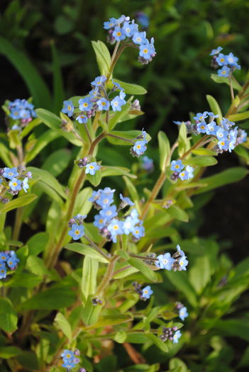 6 aprilie - 2016 plantele mele