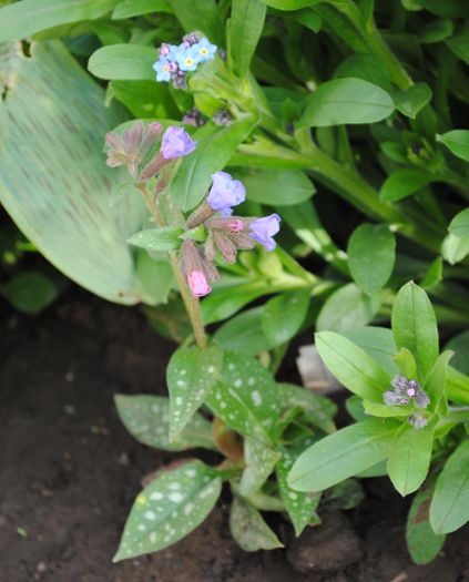 pulmonaria samurai :)) - 2016 plantele mele