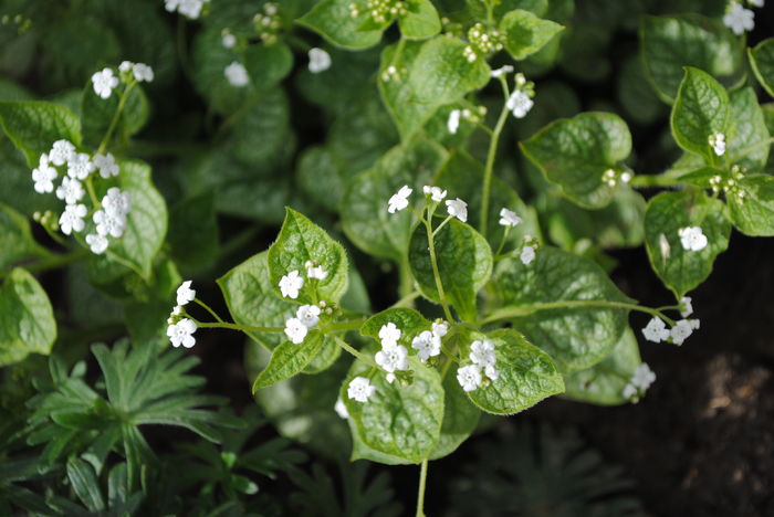 Brunnera macrophylla Variegata