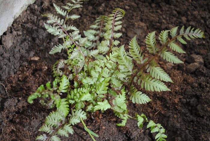 athyrium red beauty (feriga) - 2016 plantele mele