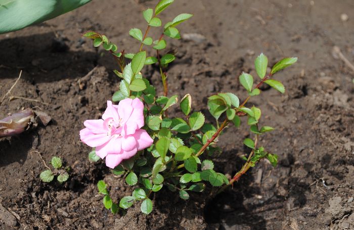 primul trandafir inflorit :)) - 2016 plantele mele