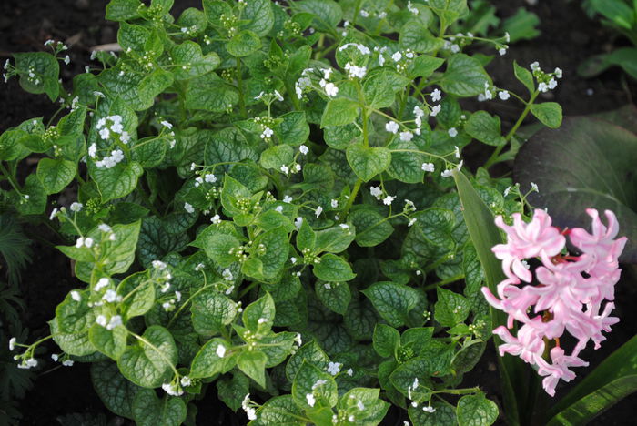 Brunnera macrophylla Variegata