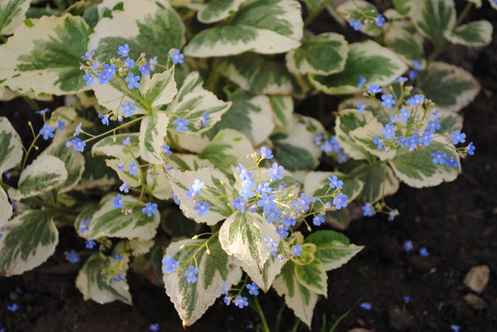 Brunnera macrophylla Variegata