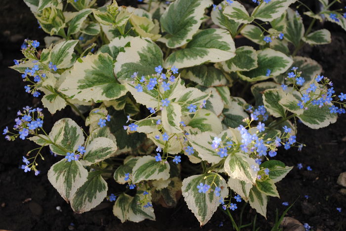 6 04,Brunnera macrophylla Variegata