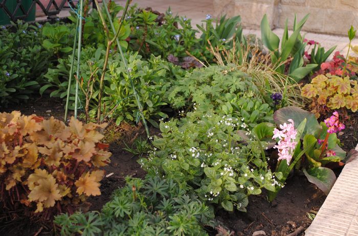 6 aprilie - 2016 heuchera heucherella brunnera