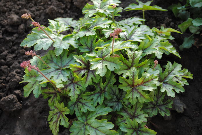 heucherella_tapestry - 2016 heuchera heucherella brunnera